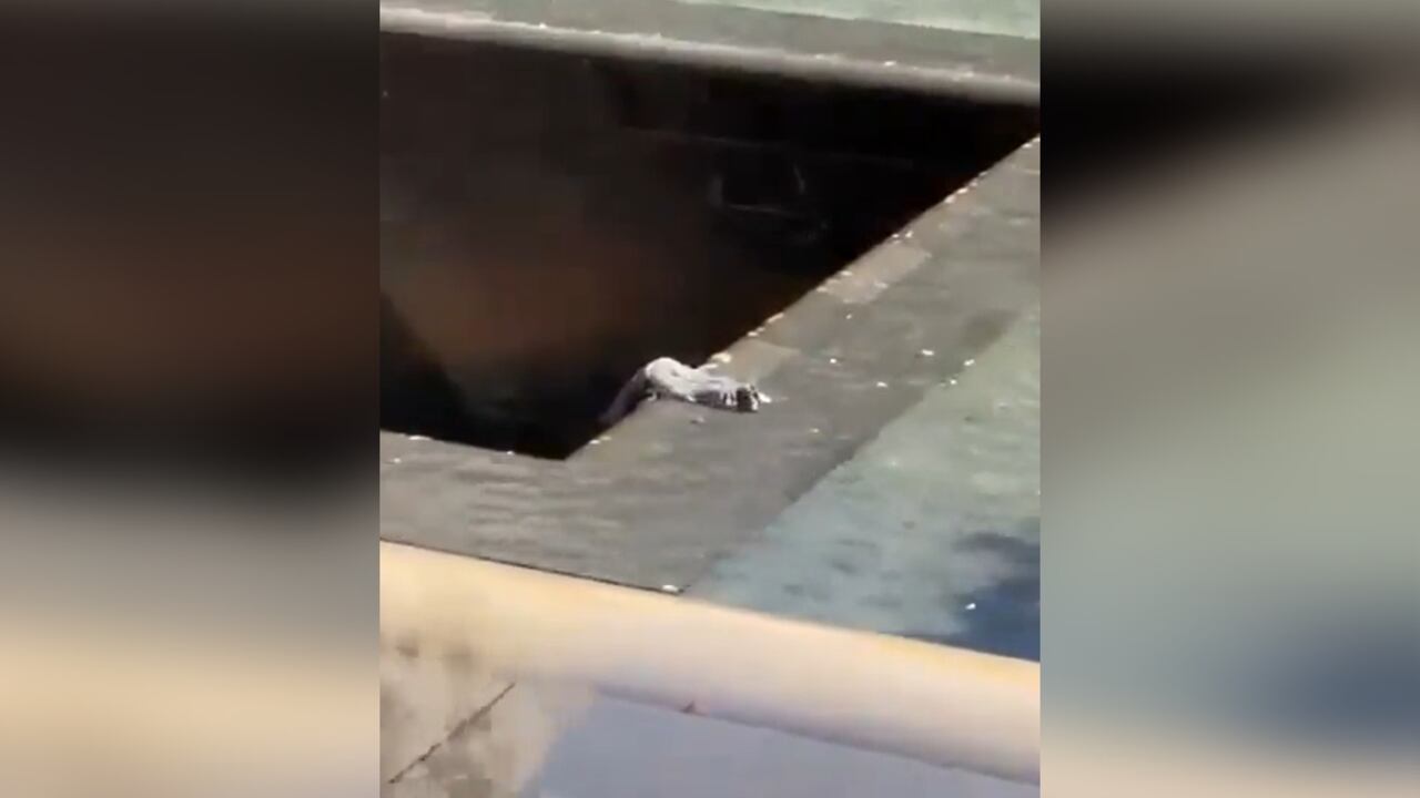 Video: hombre se dejó caer en piscina del Memorial