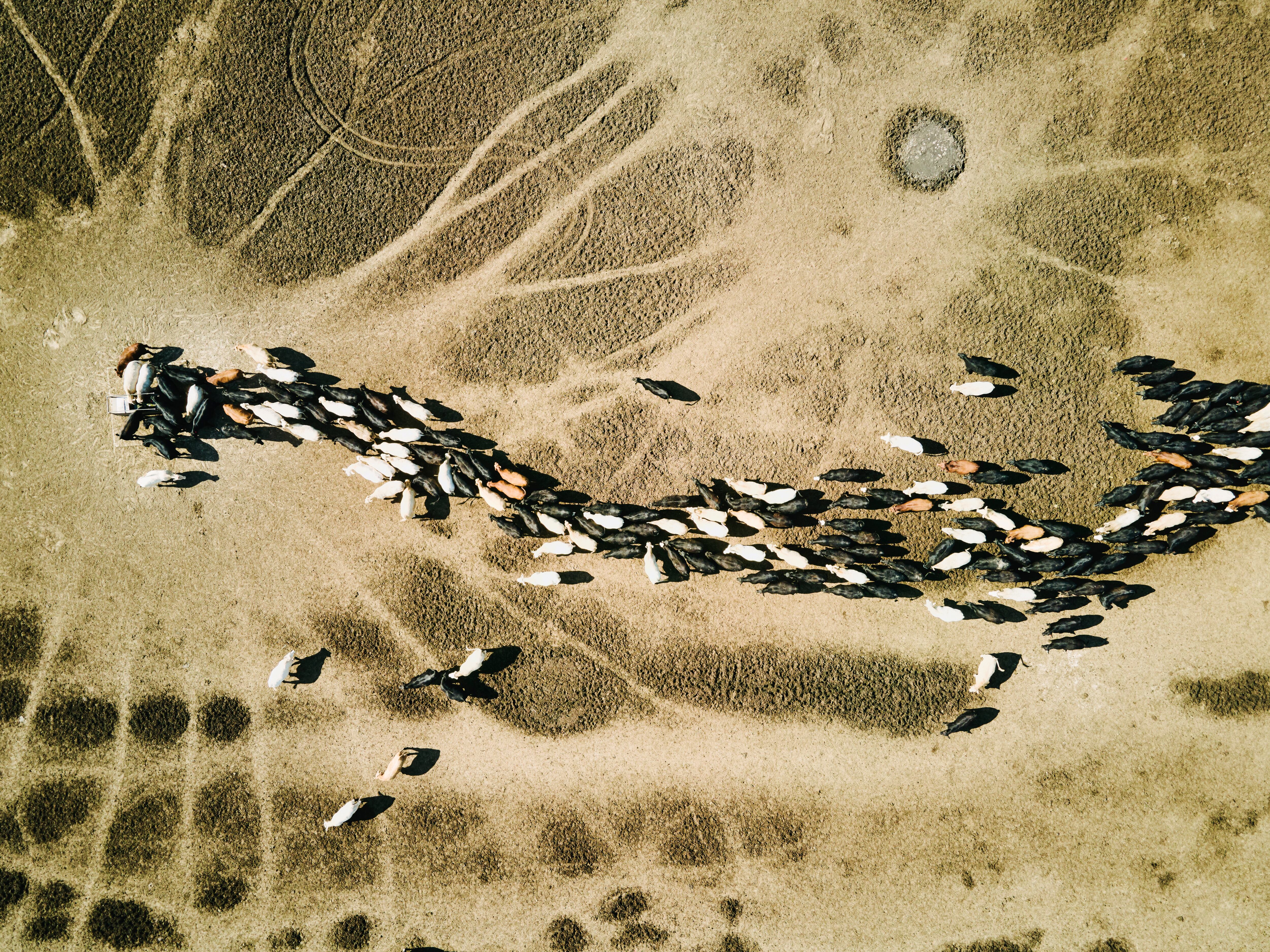 Ganado - foto referencial