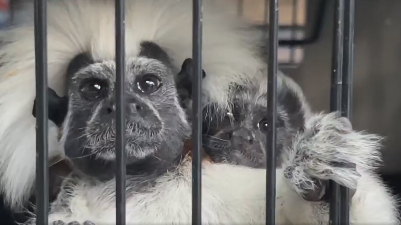 Los cinco adultos y las dos crías que eran víctimas de tráfico ilegal de especiales