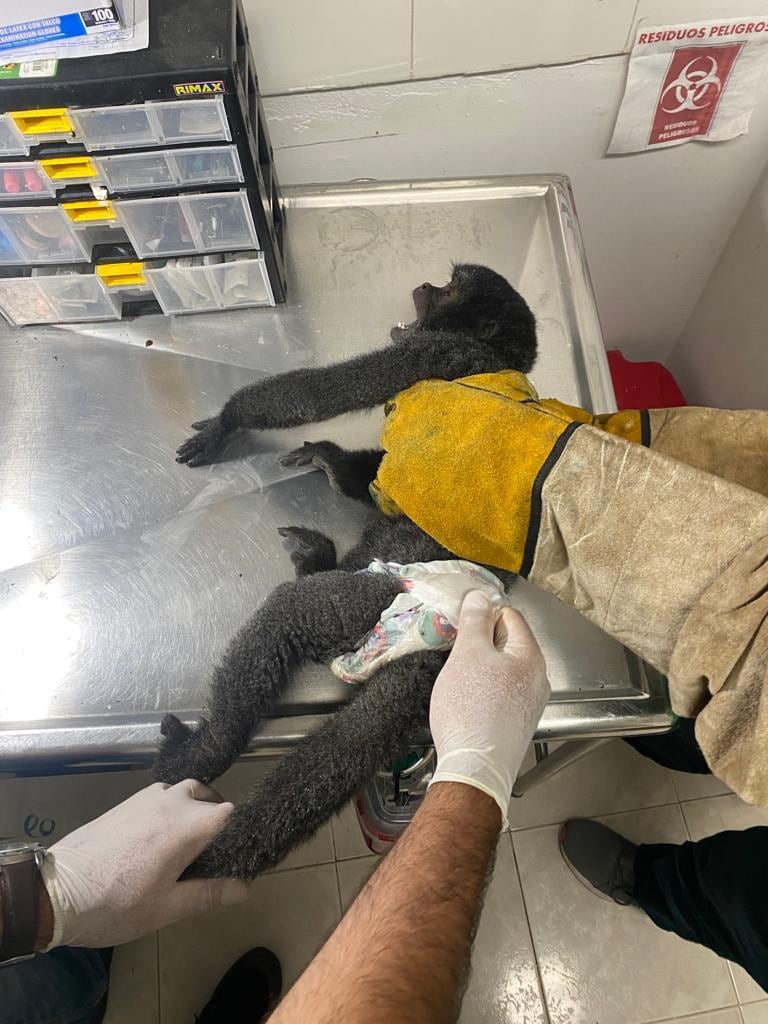 Cortesía: Corporación Autónoma Regional del Alto Magdalena-CAM