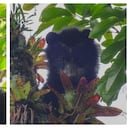 Los grupos de monitoreo son clave en la preservación de la biodiversidad en el departamento del Huila.