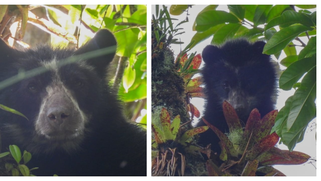 Los grupos de monitoreo son clave en la preservación de la biodiversidad en el departamento del Huila.