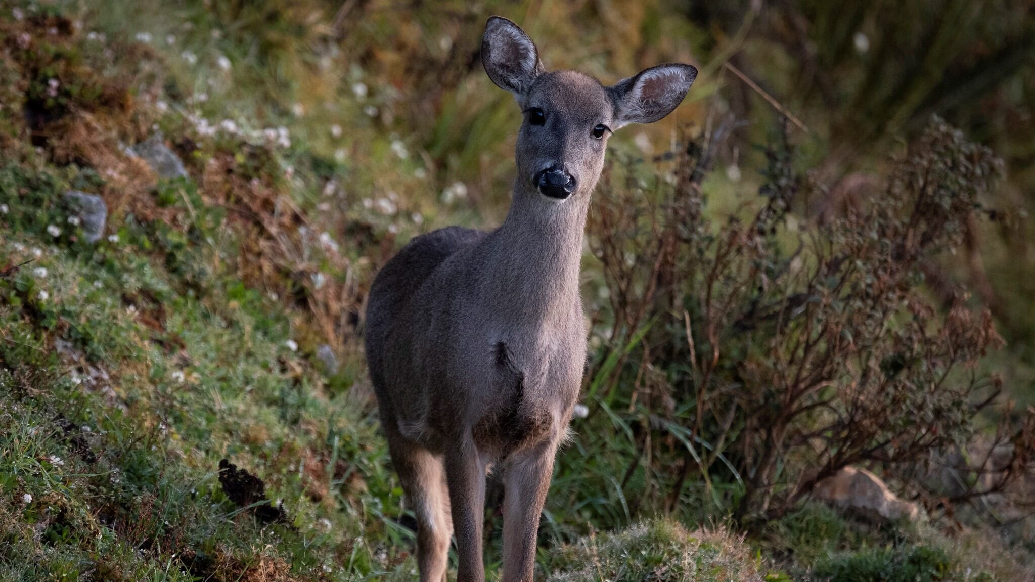 El Páramo de Santurbán cuenta con más de 200 especies de fauna, 457 variedades de plantas y un complejo hídrico de 26 lagunas.