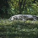 El caimán aguja suele pasar la noche casi siempre en el agua y, por la mañana se trasladan a los márgenes de los cuerpos de agua por lo que su observación es más dificíl y poco común.