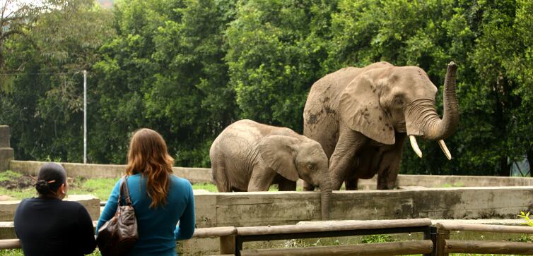 Llevar elefantes africanos a Australia para combatir la maleza: ¿un plan absurdo?