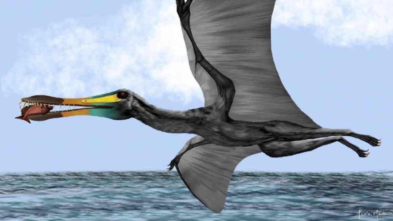 Así posiblemente lucía el pterosaurio que vivió en Colombia. Reconstrucción basada en los diferentes restos fósiles encontrados. Ilustración: Paola Machuca.