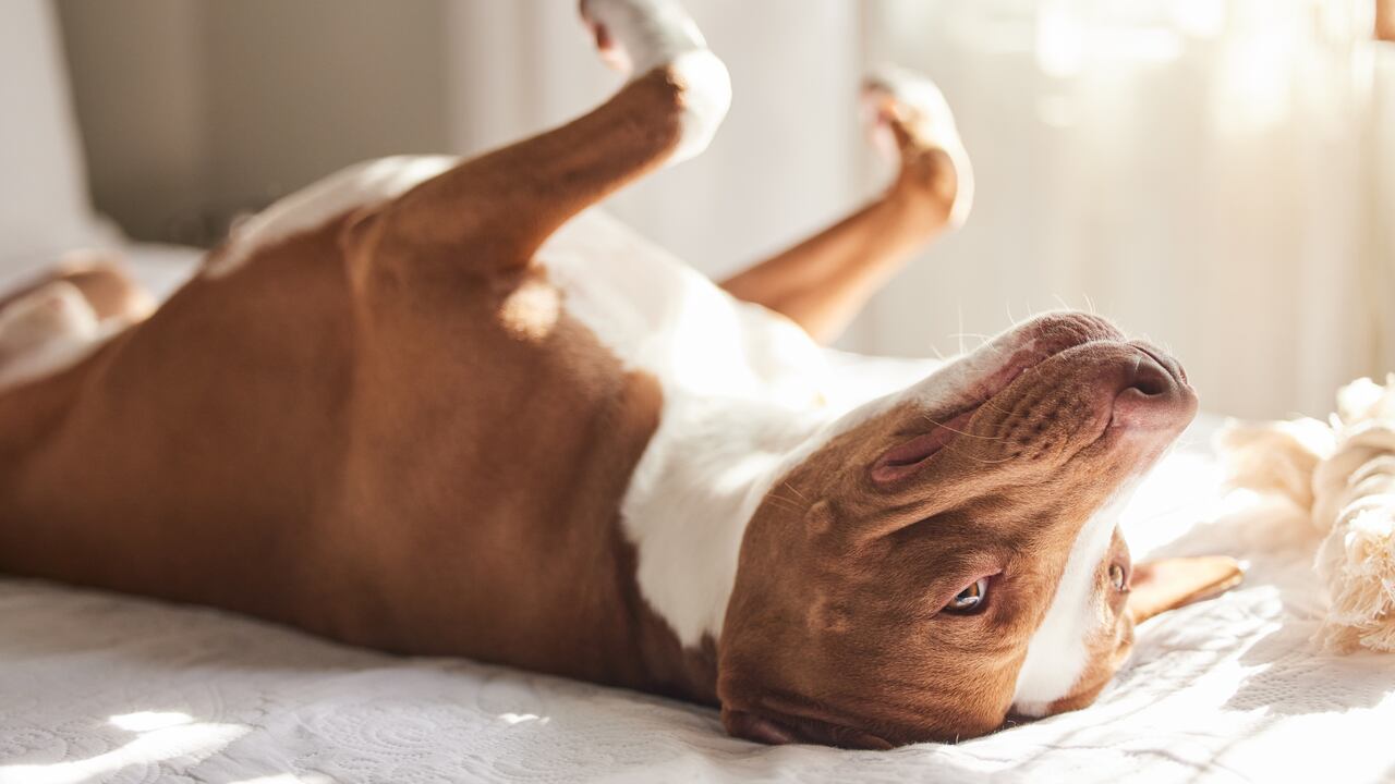 Foto referencia sobre perro revolcándose.