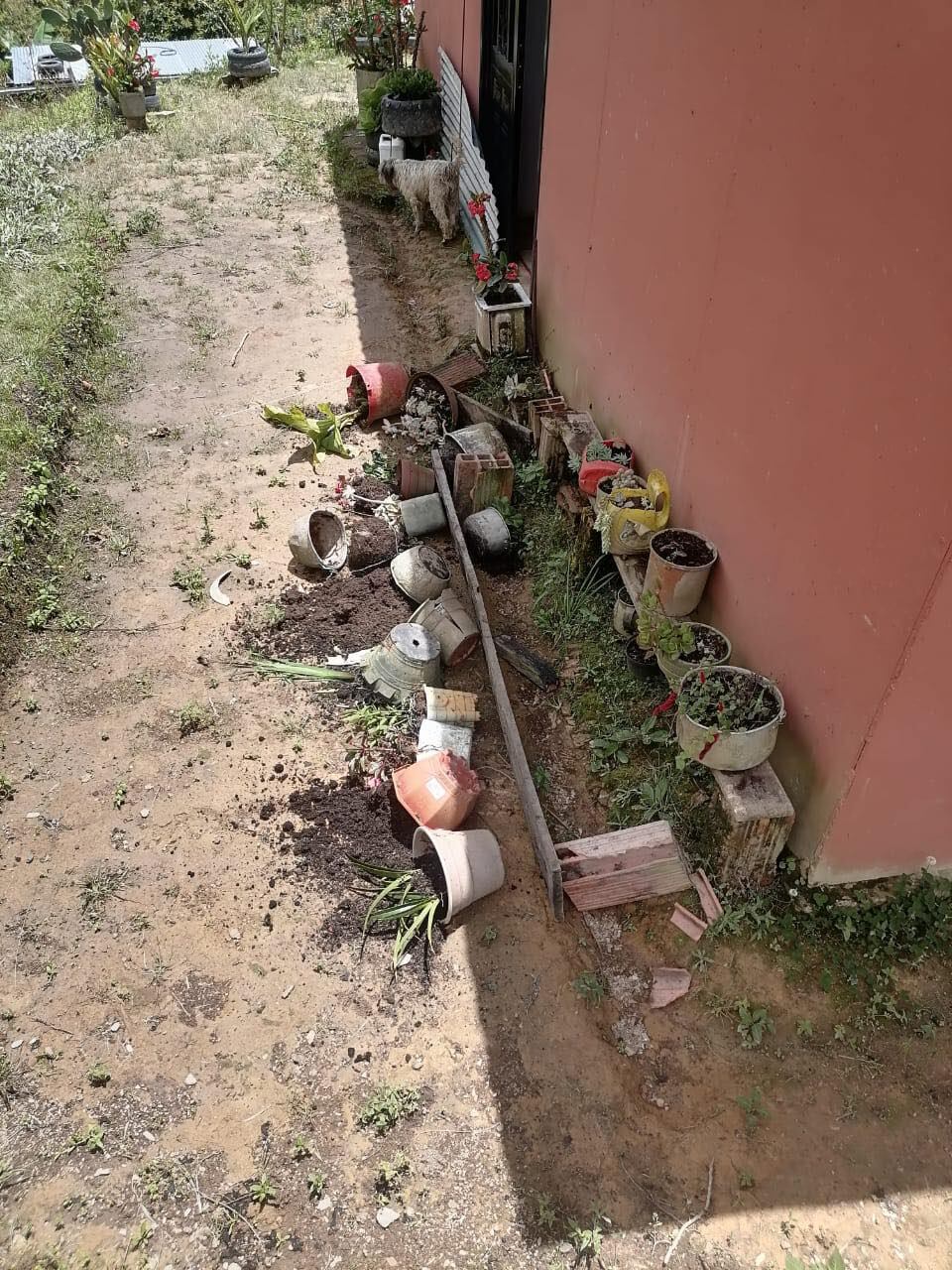 Así quedó el jardín de una vivienda.