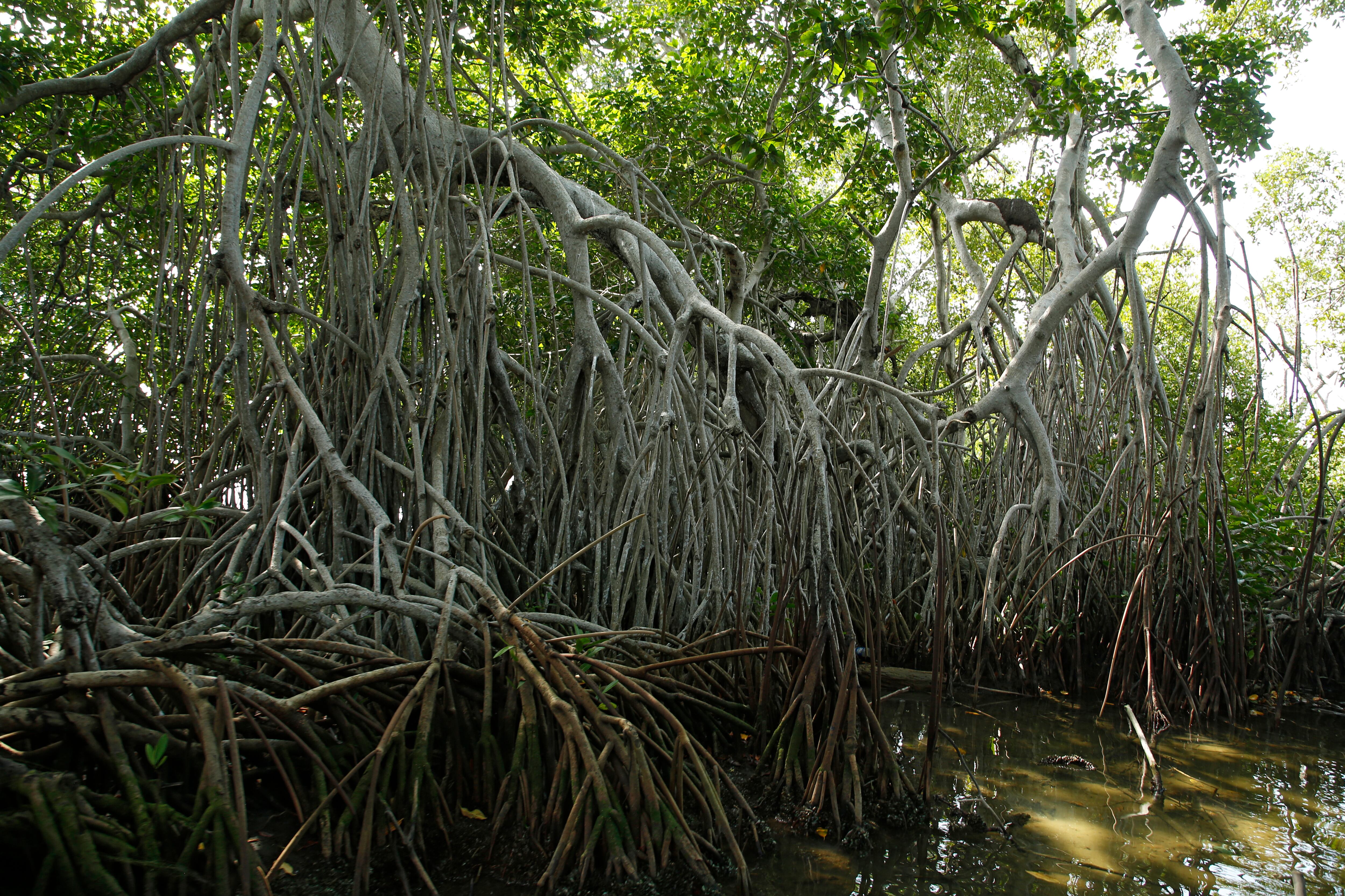 Manglar