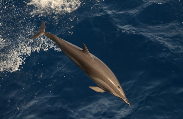 Delfín costero: también es conocido por el nombre de delfín rostro largo, habita principalmente en el Golfo de Morrosquillo. Este espécimen puede llegar a medir hasta 2,5 metros, también es cazado indiscriminadamente por su carne. 