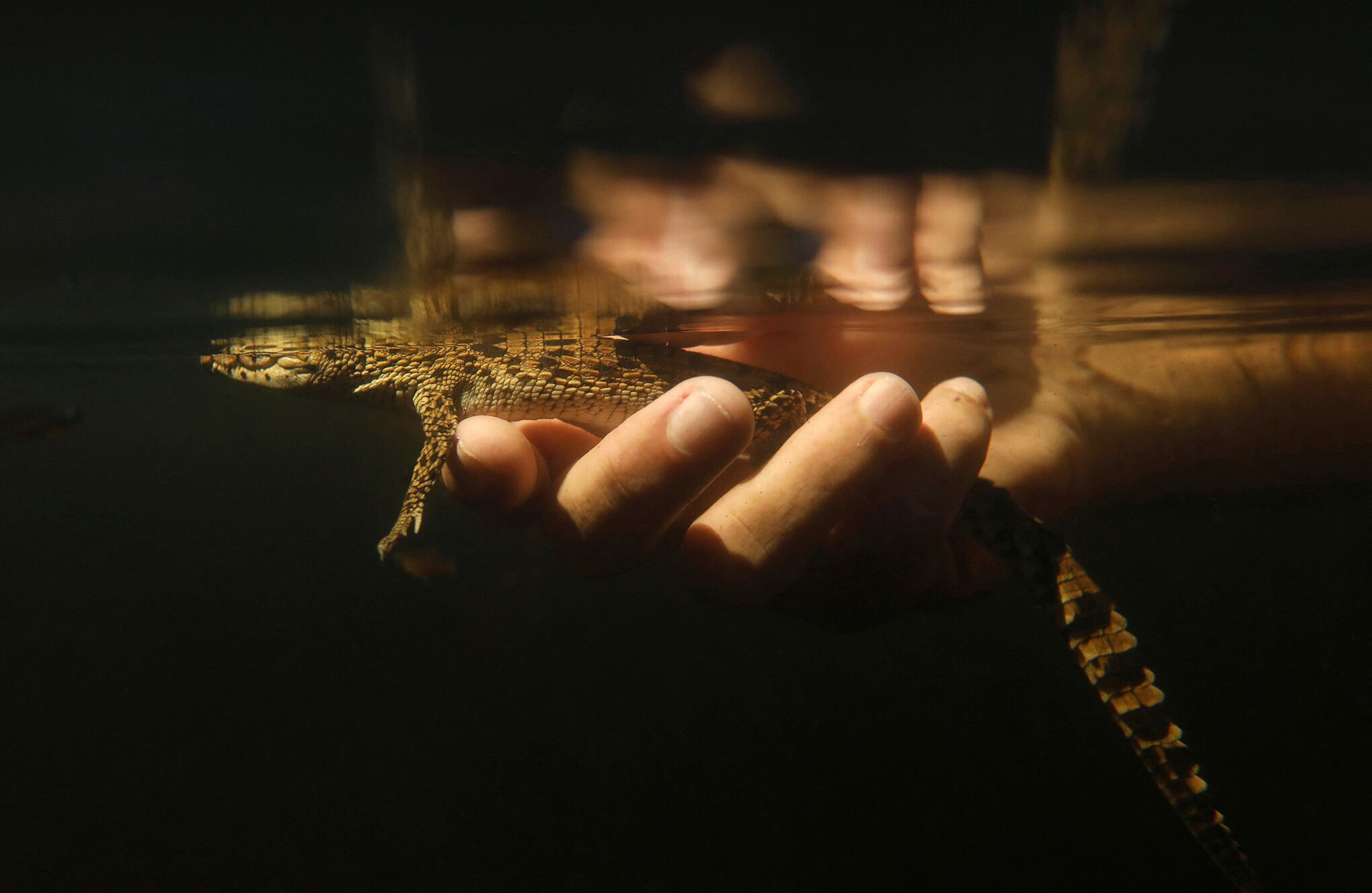 En imágenes : Científicos cubanos se apresuran a salvar a uno de los cocodrilos más raros del mundo