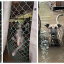 El refugio está inundado por las fuertes lluvias