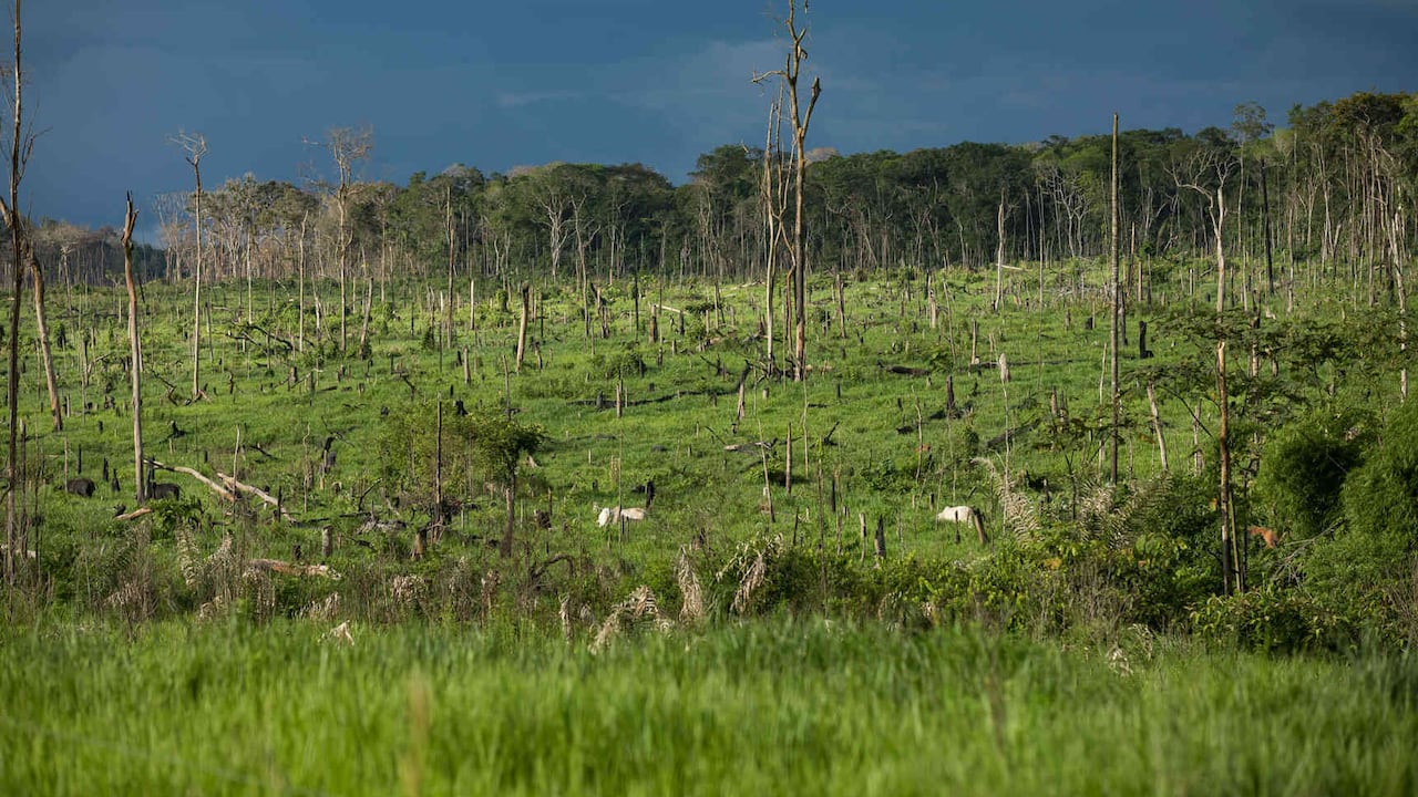 La deforestación se ha convertido en un verdadero problema que requiere la intervención urgente del Estado.