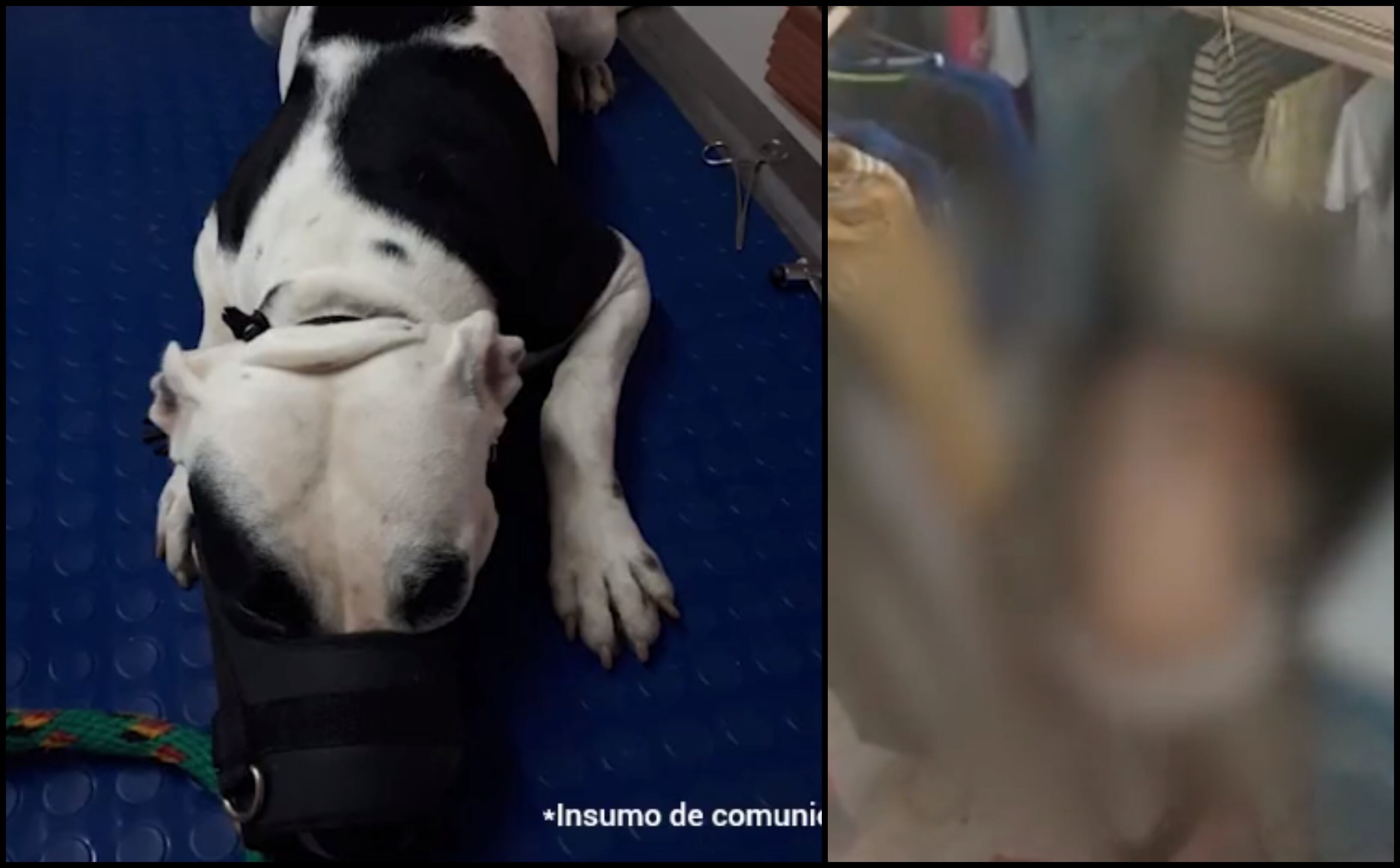 'Yeka', la perrita víctima de las agresiones, presentaba varias complicaciones en su salud al momento de la valoración veterinaria.