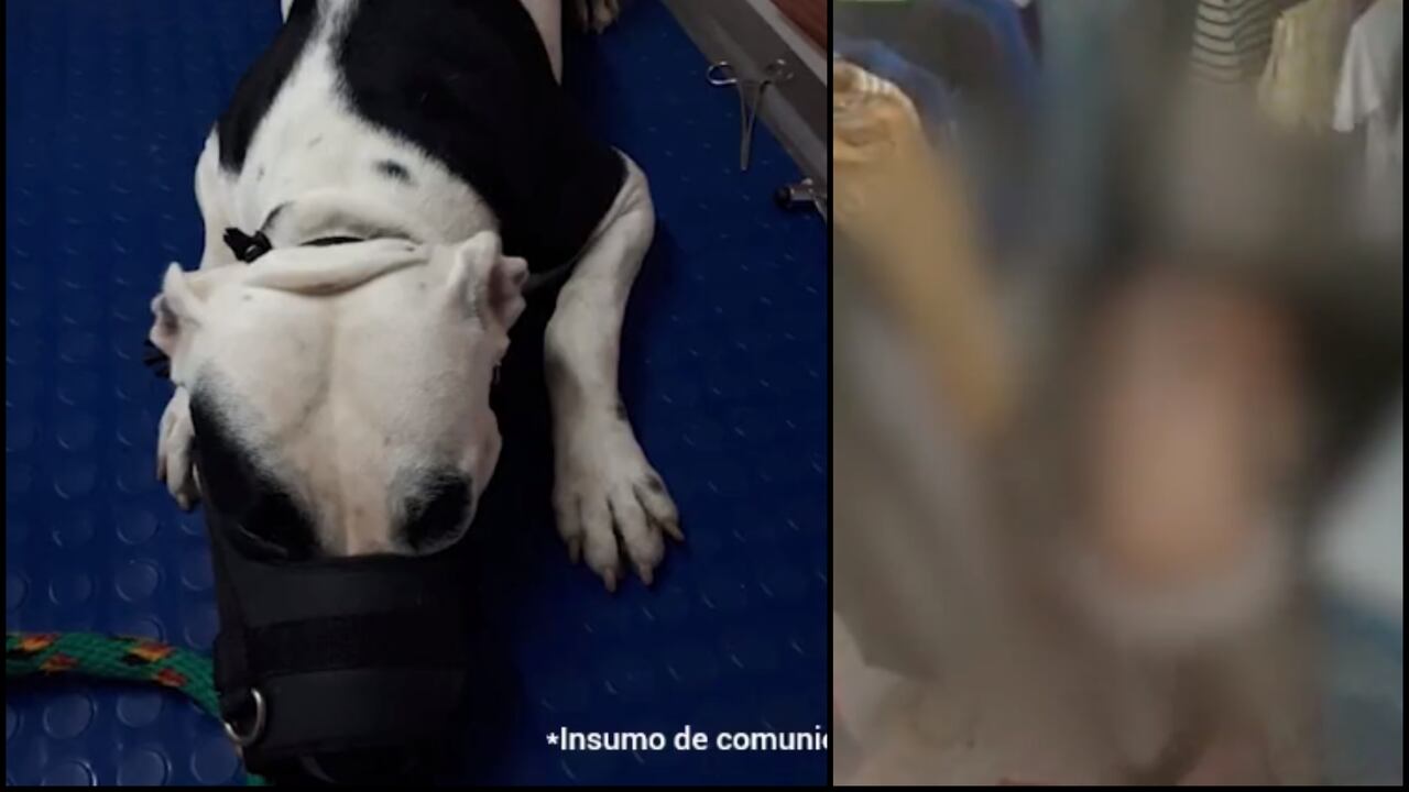 'Yeka', la perrita víctima de las agresiones, presentaba varias complicaciones en su salud al momento de la valoración veterinaria.