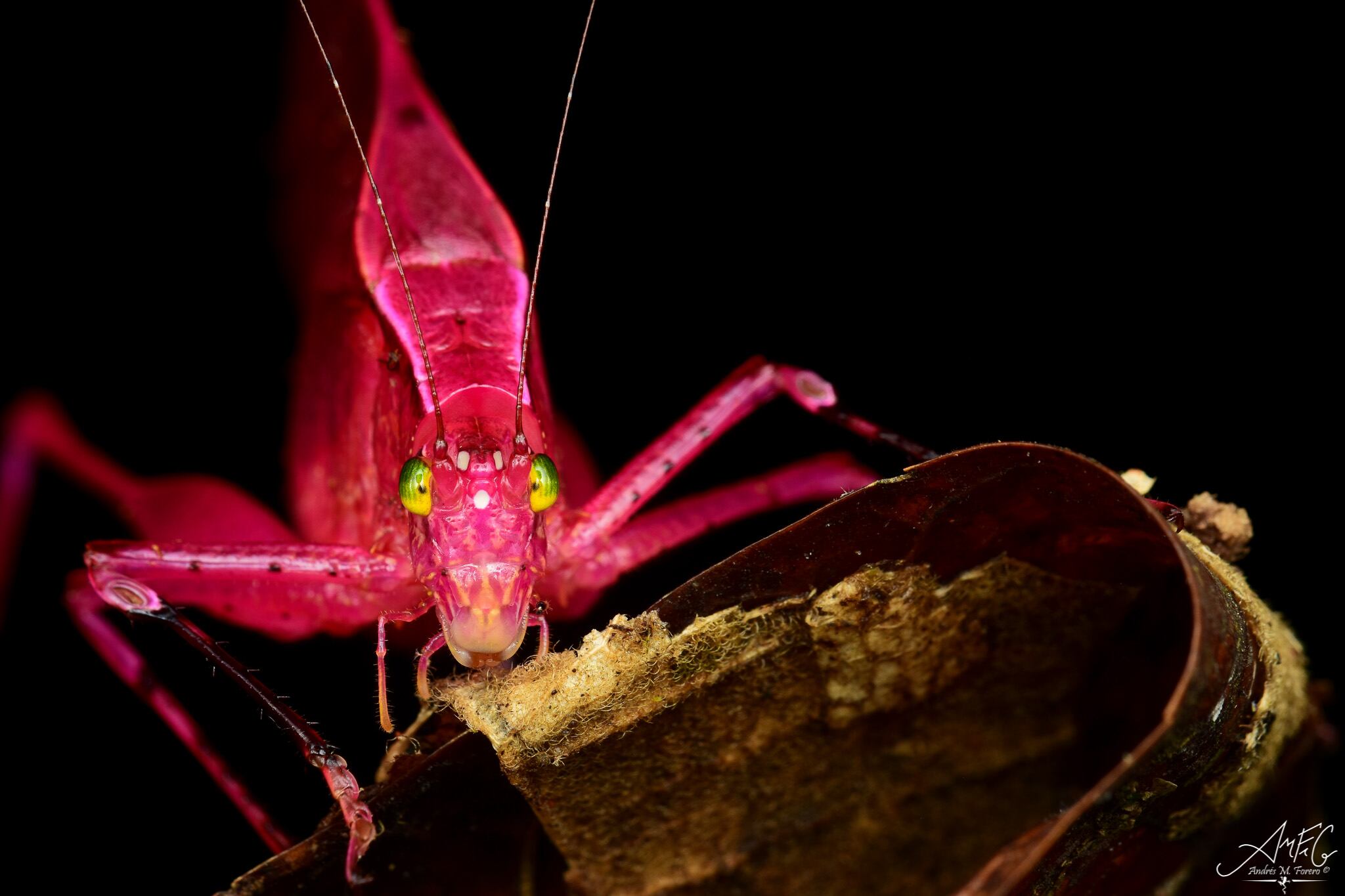Saltamontes longicornio o Morfo carmín (Orophus tessellatus). Tomada en Policarpa, Nariño.