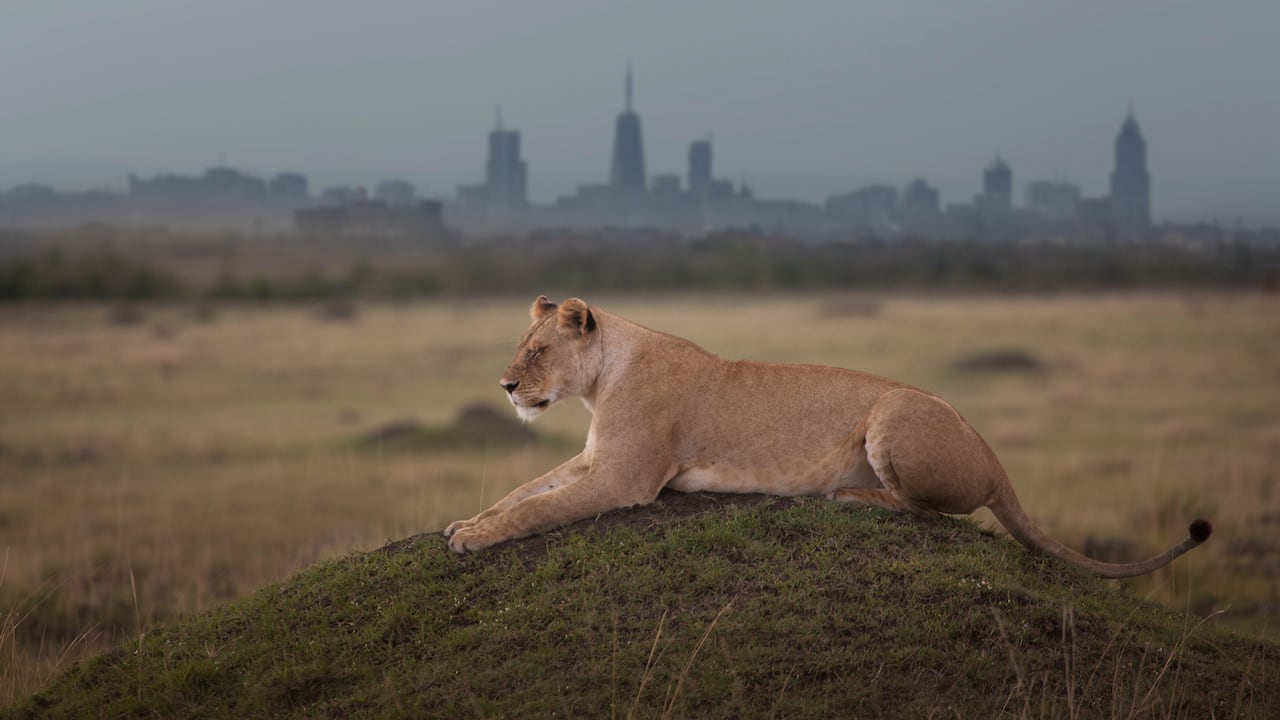 Nairobi, Kenya, September 27th, 2017. A lioness (Panthera leo) sleeping on a knoll in the Nairobi National Park, with Nairobi skyline in the background. Nairobi National Park is a national park in Kenya. Established in 1946, the national park was Kenya's first. It is located approximately 7 kilometres (4 mi) south of the centre of Nairobi, Kenya's capital city, with an electric fence separating the park's wildlife from the metropolis. Nairobi's skyscrapers can be seen from the park. The proximity of urban and natural environments has caused conflicts between the animals and local people and threatens animals' migration routes.