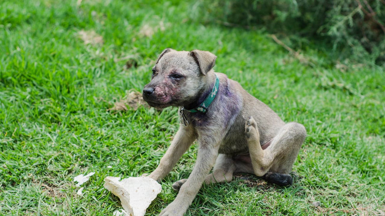 Image of feral dog with traces of mange