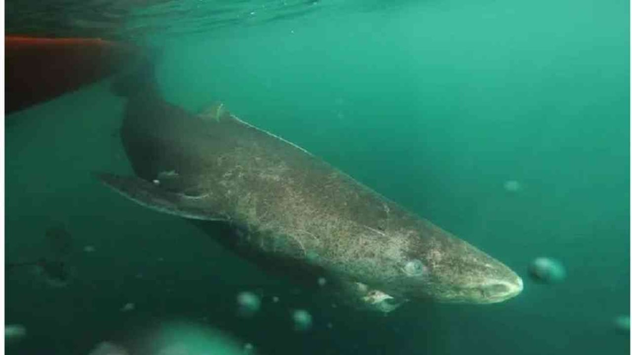 El tiburón más longevo del mundo vive en Groenlandia.