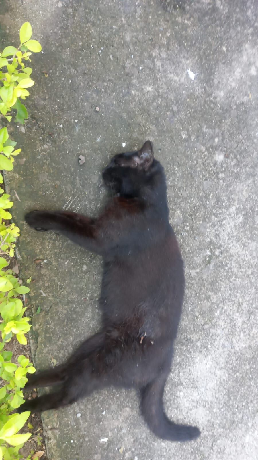 Este felino no sobrevivió.