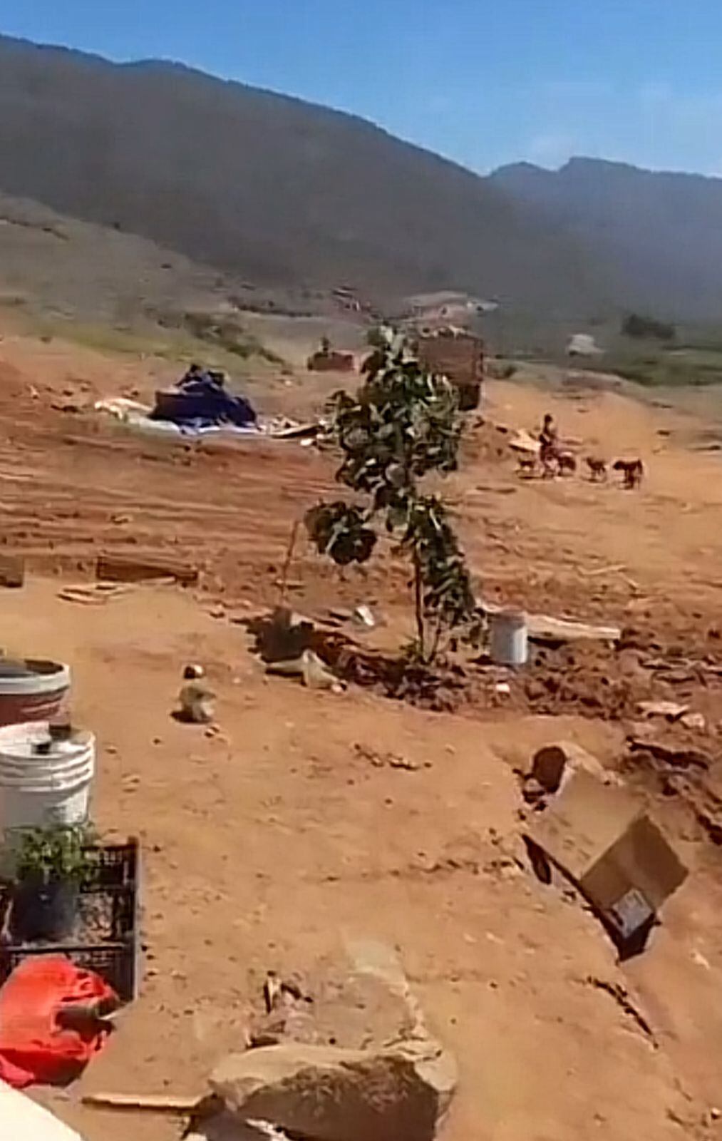 La destrucción acabó con la vida de 15 perros