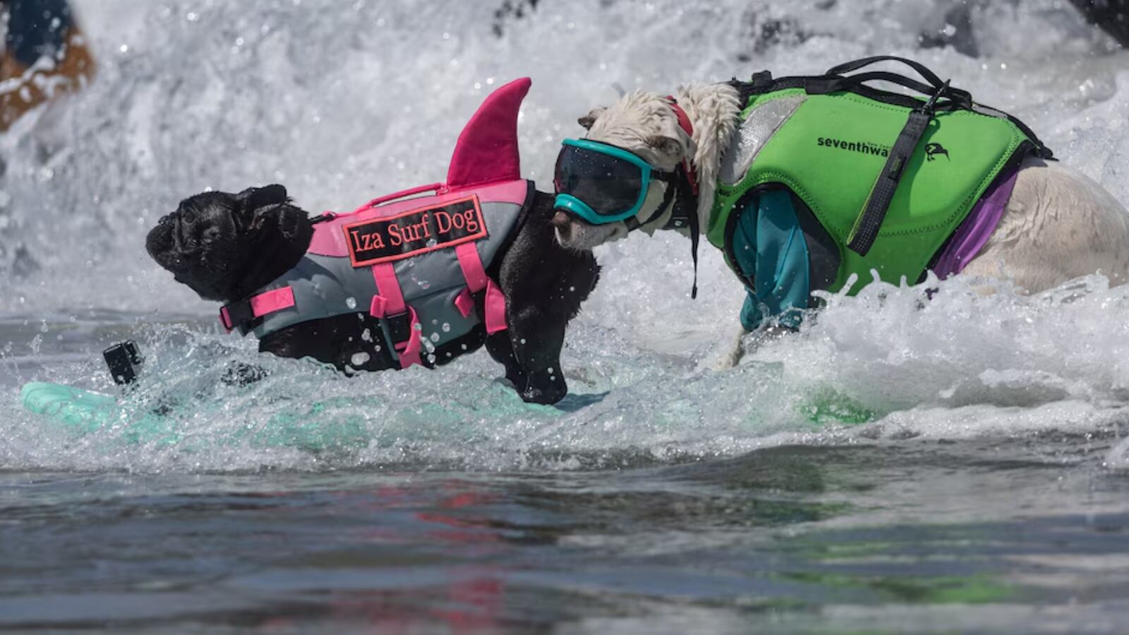 El campeonato mundial de surf para canes.
