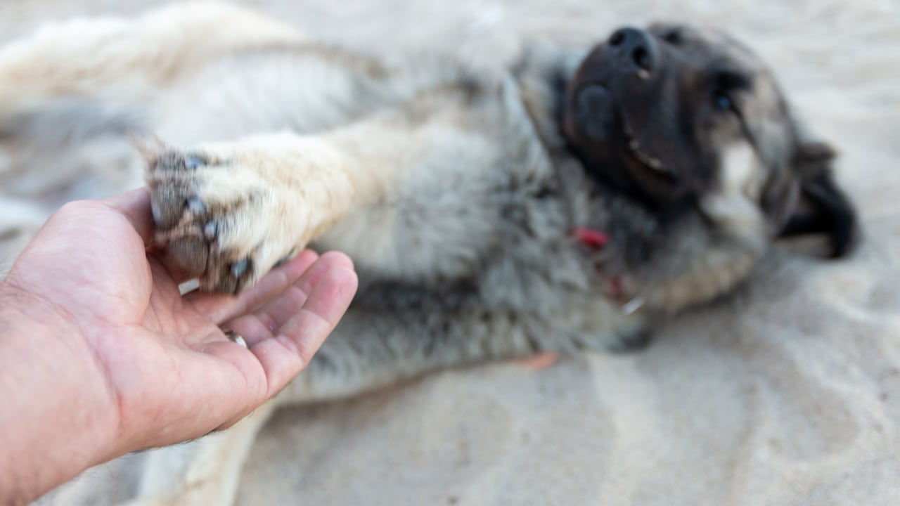 Existe un santo para elevar las oraciones que muy pocas personas en el mundo conocen y es precisamente para pedir por el bienestar y el amor para los animales, sobre todo para los que se encuentran en estado de abandono o situación de calle.