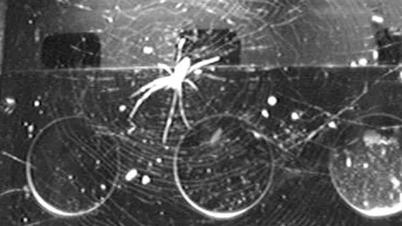 De acuerdo con esta investigación, las arañas pueden construir sus redes en diversos entornos, incluido el espacio, siempre y cuando puedan acceder a una fuente de luz. Foto: The Science of Nature.