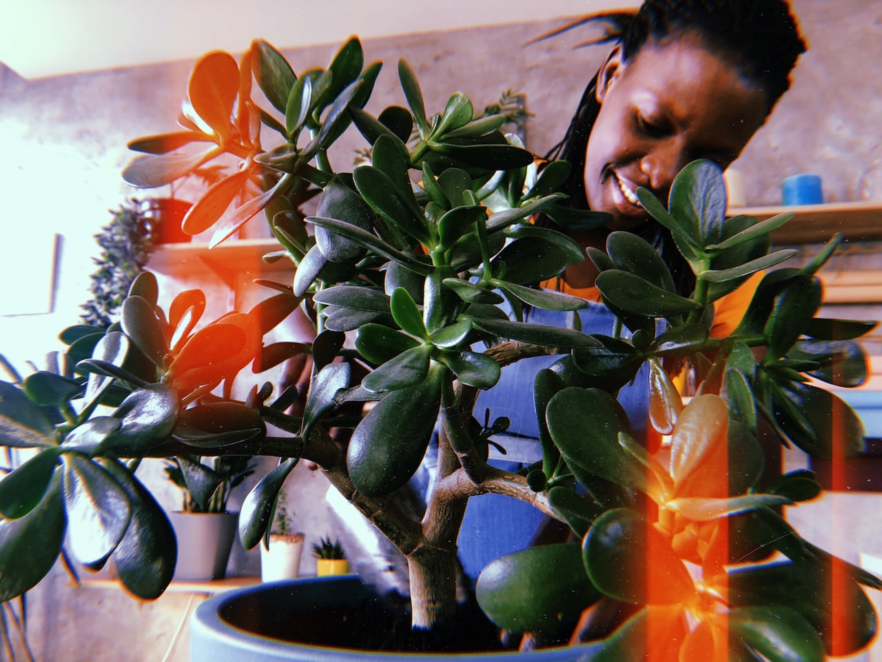ärbol de jade