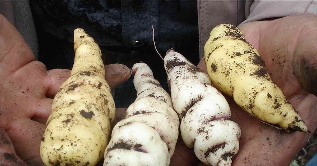 Otra investigación que fue divulgada en la revista Phytochemistry detalló que dos alcaloides aislados de los tubérculos negros tienen un efecto potencial para destruir las células cancerígenas del cáncer de pulmón, vejiga, riñón y próstata.