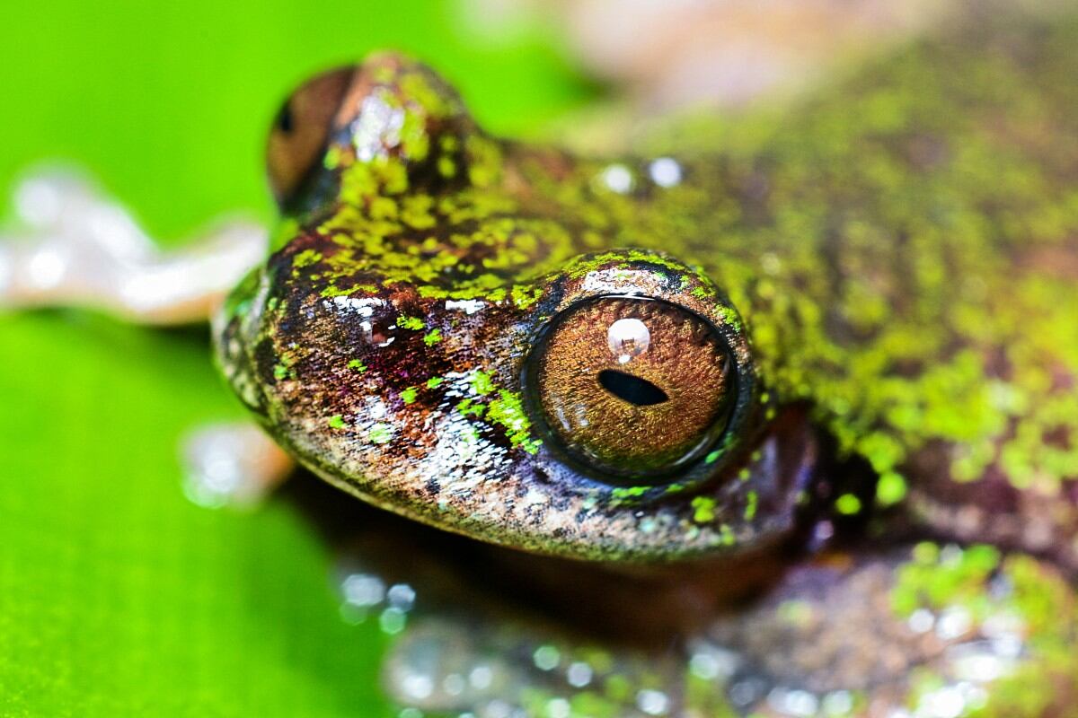 Vista de una "Rana de las nacientes" (Isthmohyla nacientes), una especie de rana recién descubierta, en San José, Costa Rica, el 6 de agosto de 2026.