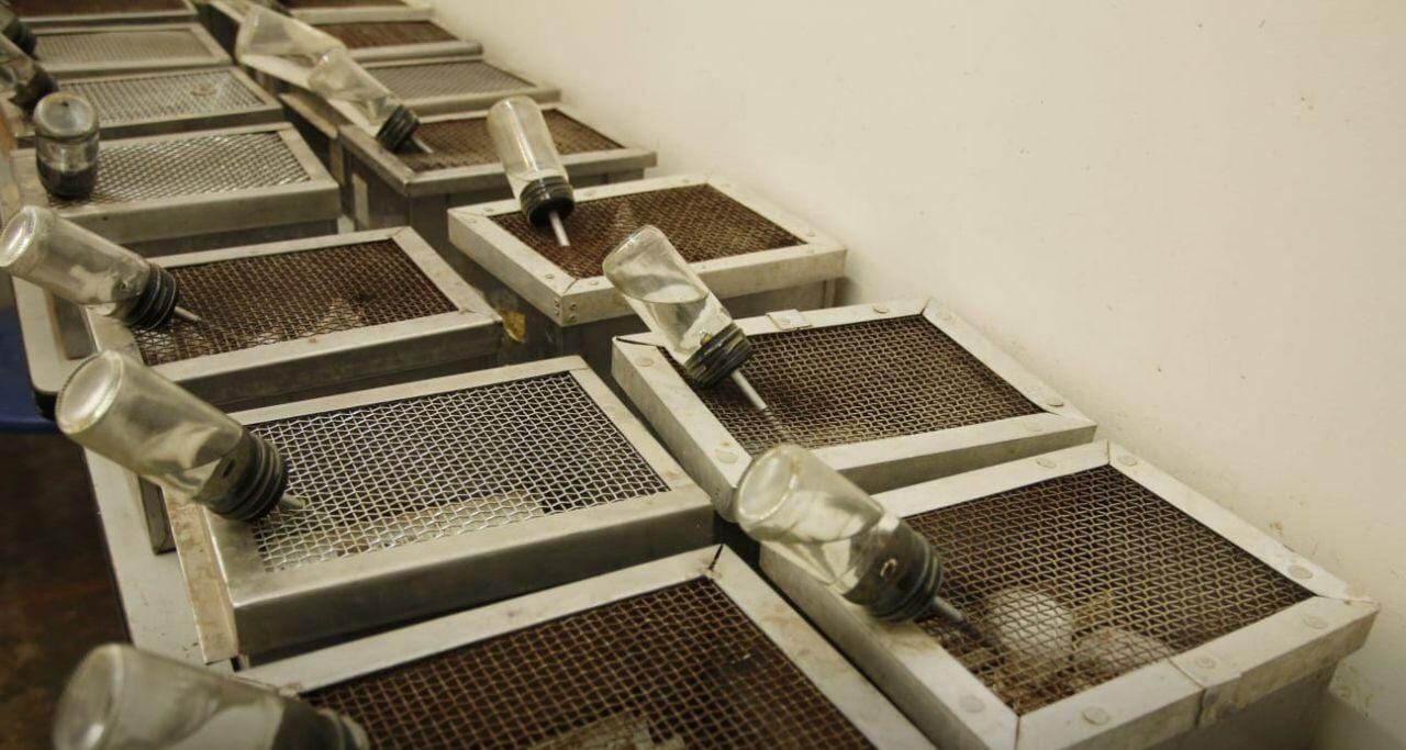 Cali: rescataron 180 ratones en centro de investigación donde eran usados para experimentos.