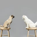 Perros y gatos: consejos para mejorar la convivencia en la misma casa