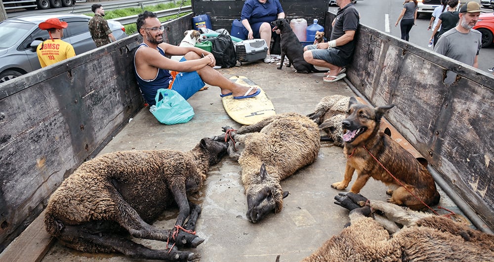 Animales de diferentes especies han sido rescatados en medio de las inundaciones. 