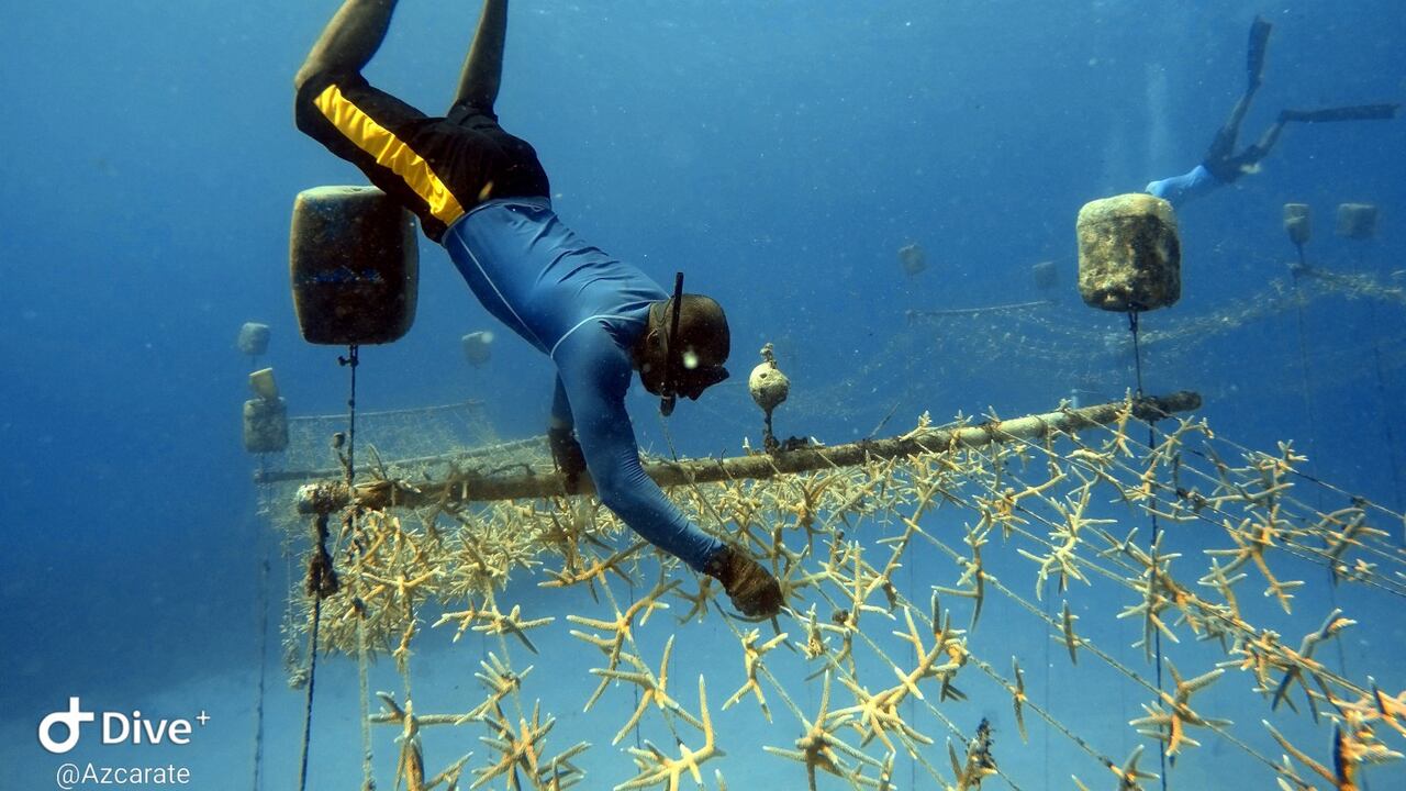 La meta para este año es haber trasplantado 4.000 colonias de coral.