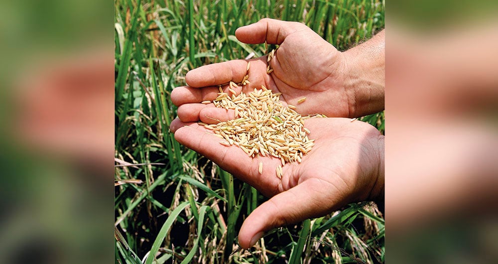 Arroz, con precio de ruina_2