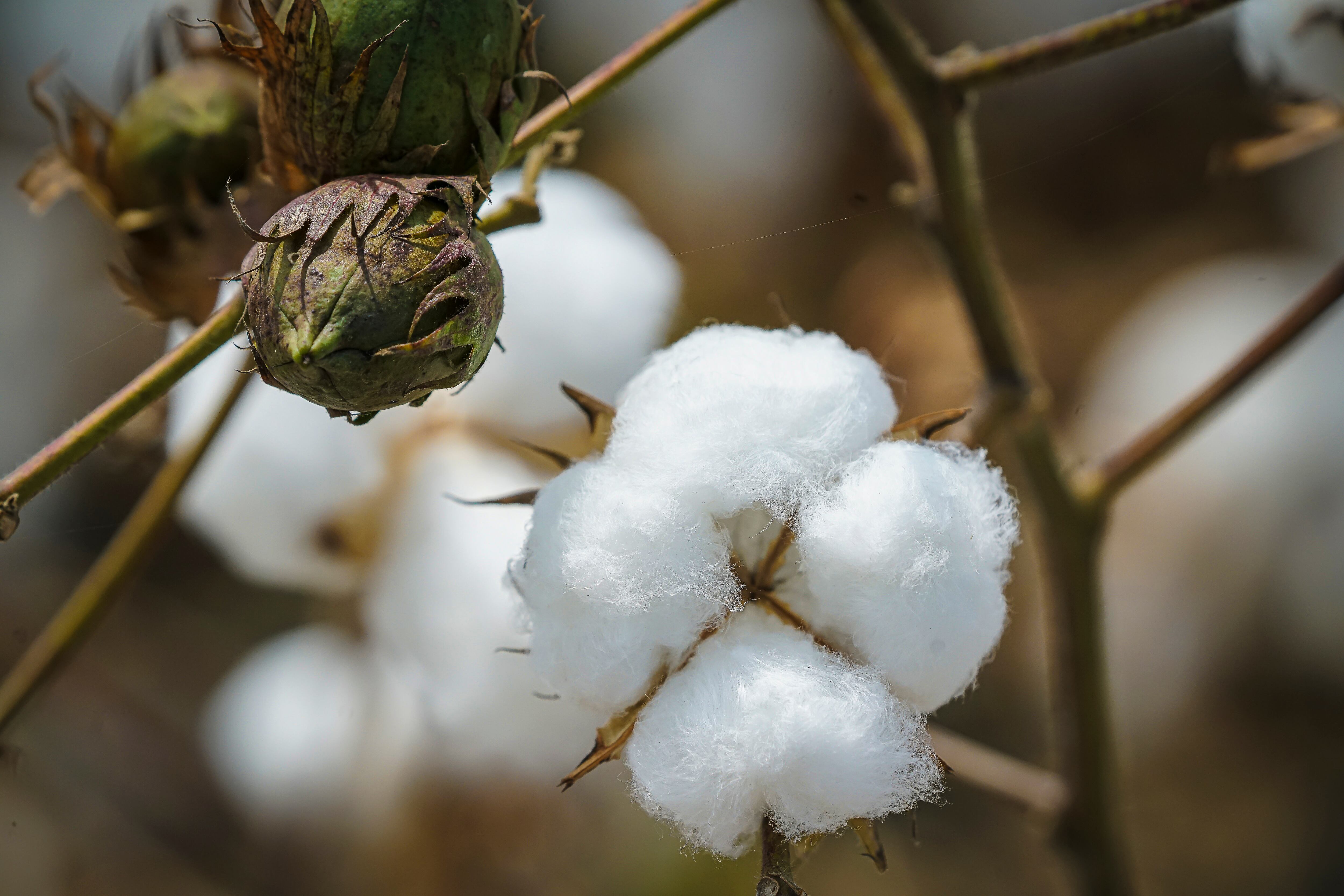 El Valle del Cauca sigue trabajando con cultivos de algodón que rompen con el panorama habitual en el agro regional, recordando prácticas de épocas en que la siembra, ni las cosechas, estaban tan mecanizadas como ahora.  El Valle llegó a tener 36.500 hectáreas de algodón y hoy cuenta con 298 hectáreas. Es una alternativa buena y la productividad es alta. Lo difícil es conseguir mano de obra, por eso cosechamos con máquina.