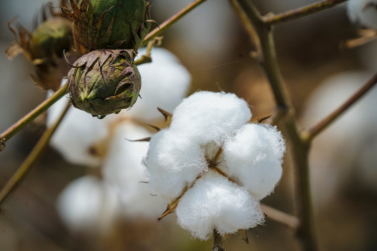 El Valle del Cauca sigue trabajando con cultivos de algodón que rompen con el panorama habitual en el agro regional, recordando prácticas de épocas en que la siembra, ni las cosechas, estaban tan mecanizadas como ahora. El Valle llegó a tener 36.500 hectáreas de algodón y hoy cuenta con 298 hectáreas. Es una alternativa buena y la productividad es alta. Lo difícil es conseguir mano de obra, por eso cosechamos con máquina.