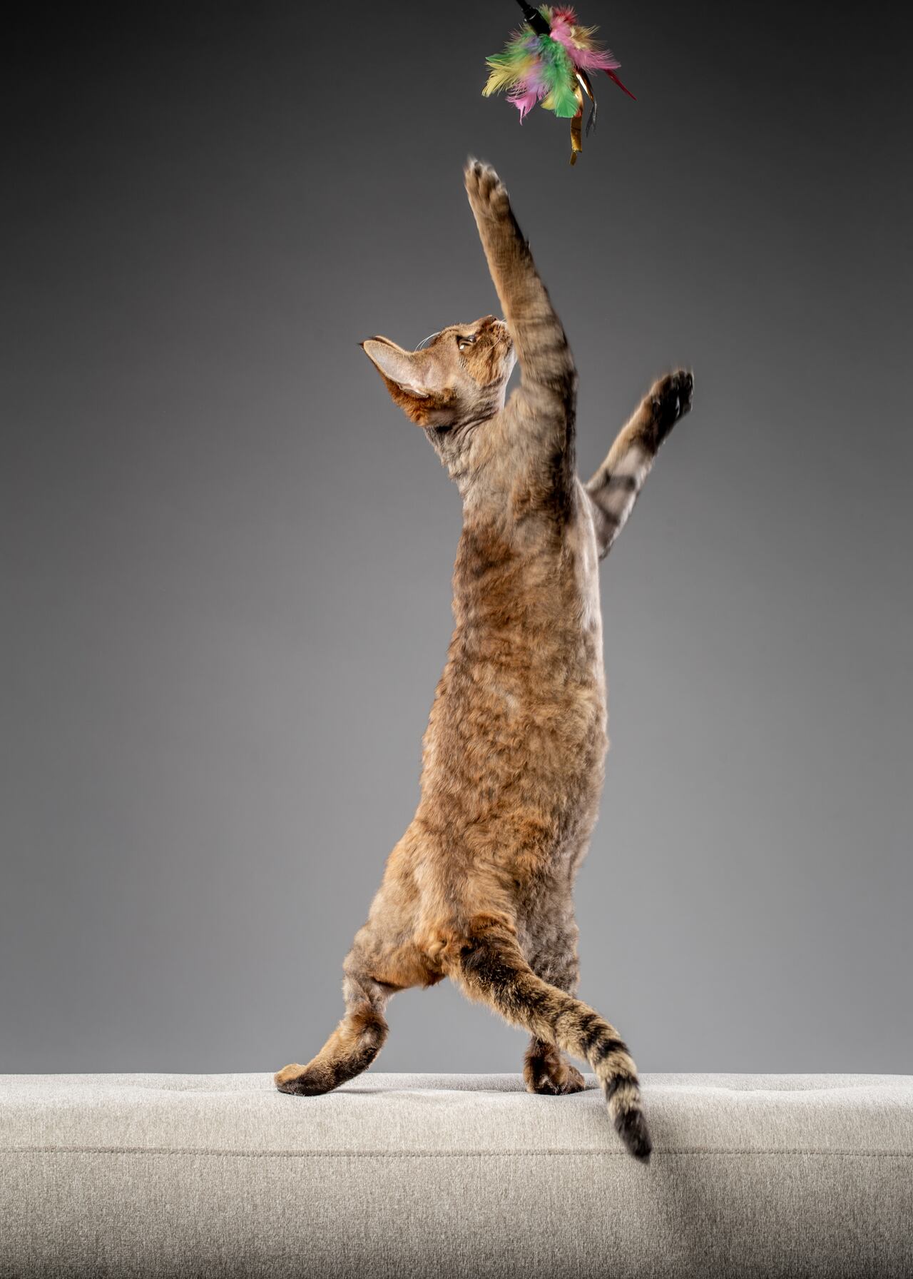 Juguetón gato Devon Rex. Gato jugando