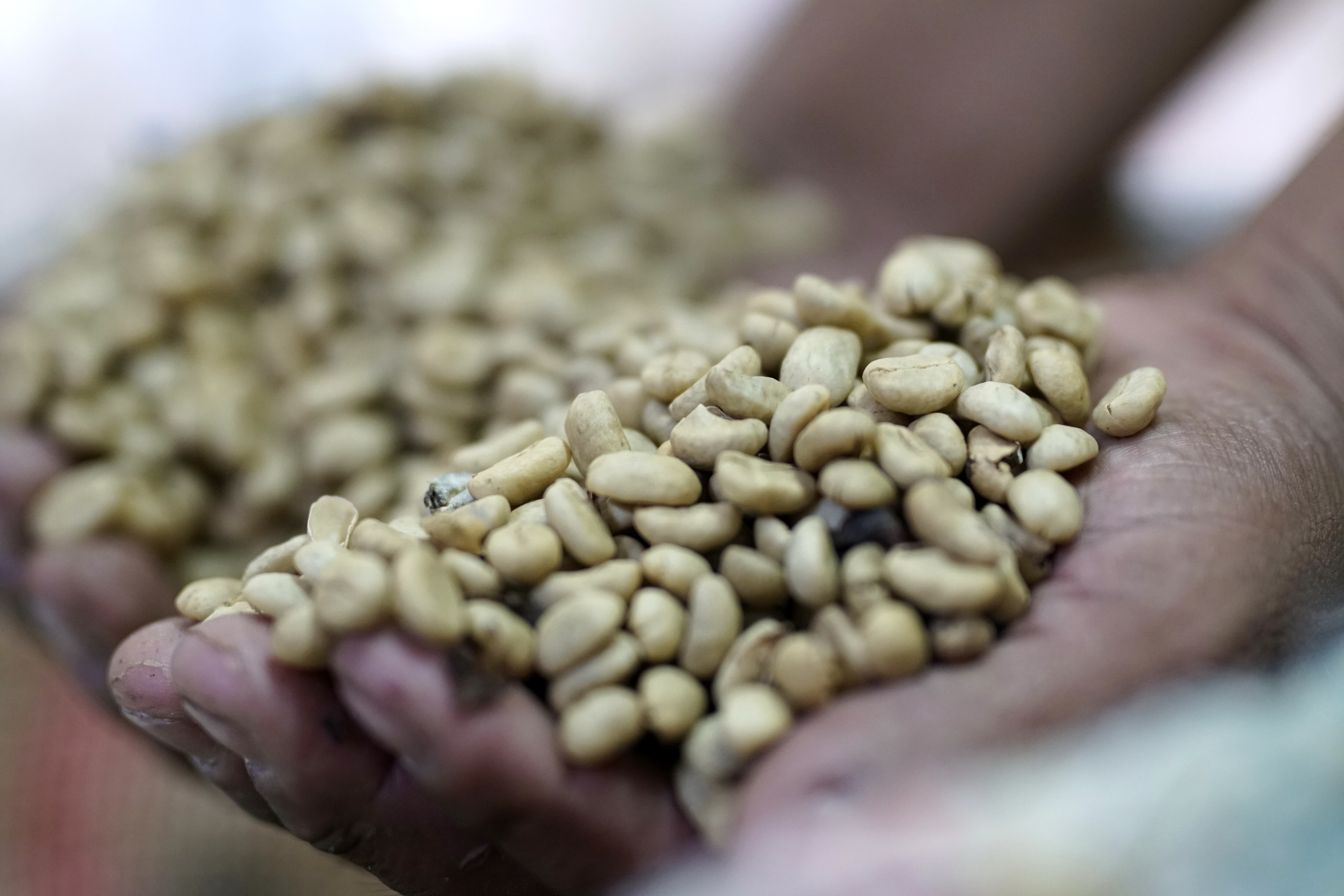 El día Nacional del café se celebra este jueves 27 de junio, con el aniversario de la creación de la Federación Nacional de Cafeteros, entidad que nació el 27 de junio de 1927