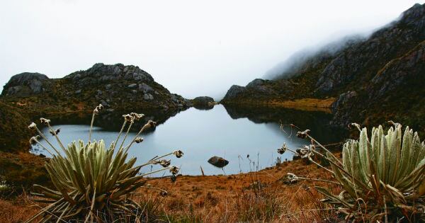 En el páramo de Santurbán se han registrado 3.200 especies de plantas, de las cuales cerca de 600 son endémicas de los Andes colombianos, según el Instituto Humboldt. 