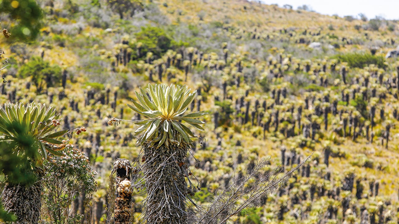 Hay expectativa en torno a una reforma al Sistema Nacional Ambiental. El Ministerio dio a conocer un proyecto de borrador, pero aún no se ha presentado ninguna iniciativa al Congreso.