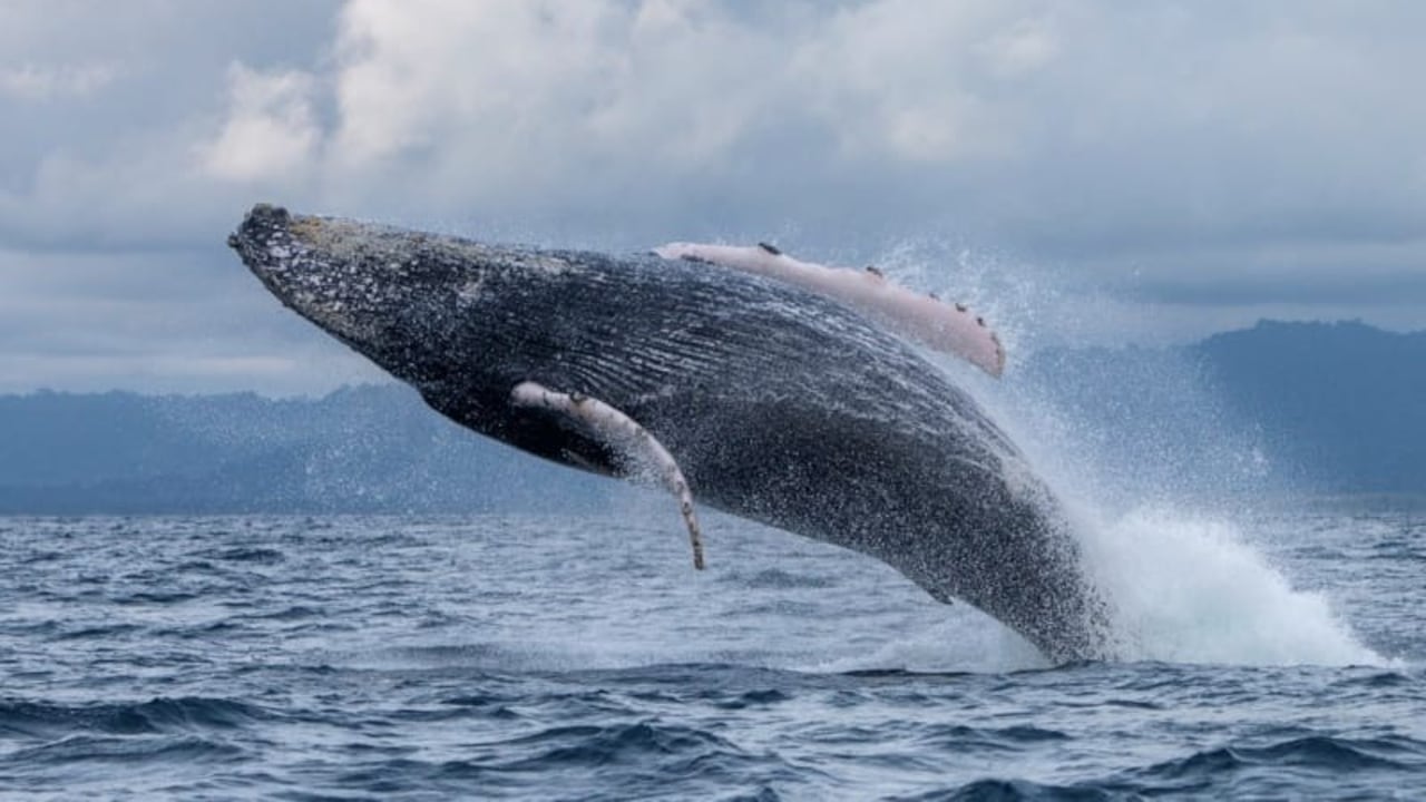 Ballenas en Nuquí, Chocó.
