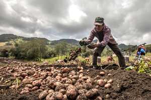 Campesinos cultivadores de papa. Ventaquemada Boyacá Noviembre 4 de 2020.
Foto: Juan Carlos Sierra-Revista Semana.