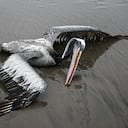 A pelican suspected to have died from H5N1 avian influenza is seen on a beach in Lima, on December 1, 2022. - The highly contagious H5N1 avian flu virus has killed thousands of pelicans, blue-footed boobies and other seabirds in Peru, according to the National Forestry and Wildlife Service (SERFOR). (Photo by Ernesto BENAVIDES / AFP)