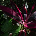 Regulan el uso y consumo de flora silvestre y productos no maderables.