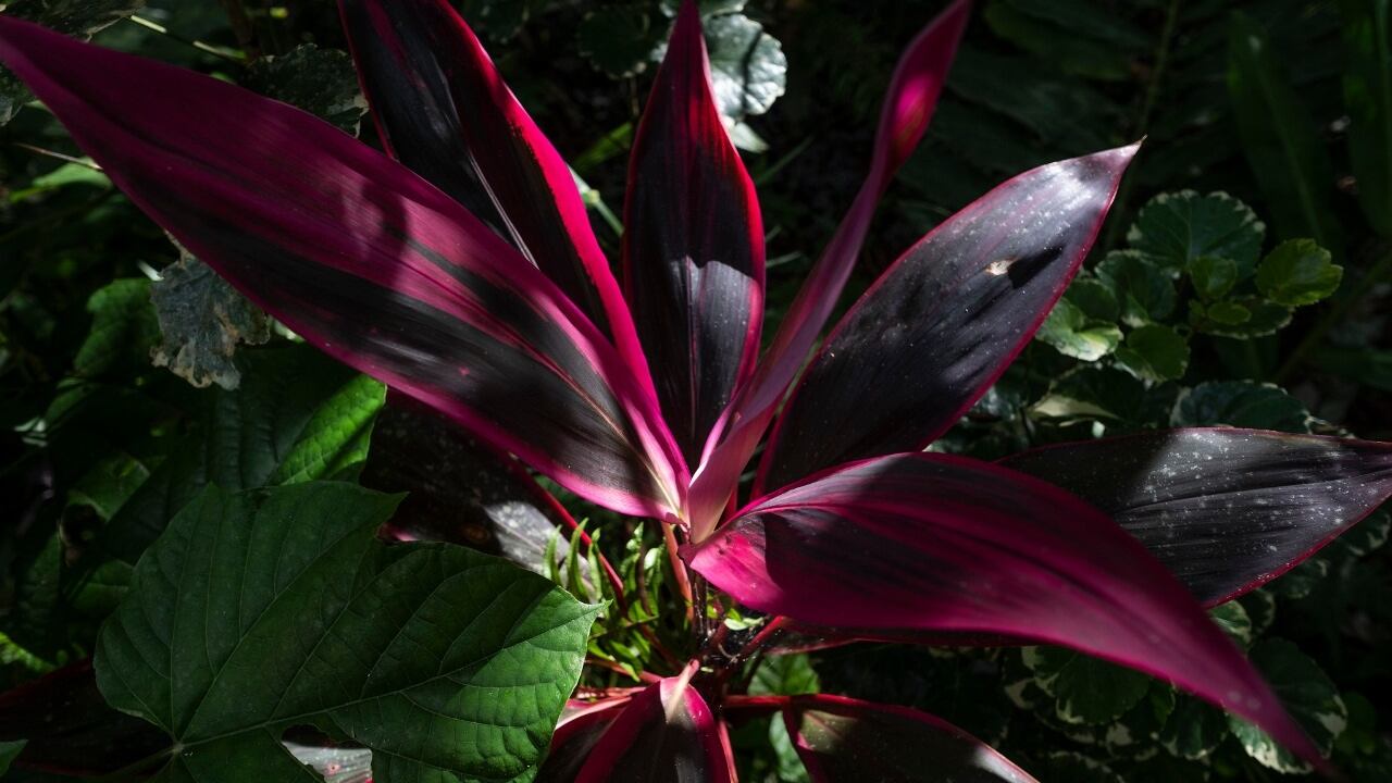 Regulan el uso y consumo de flora silvestre y productos no maderables.