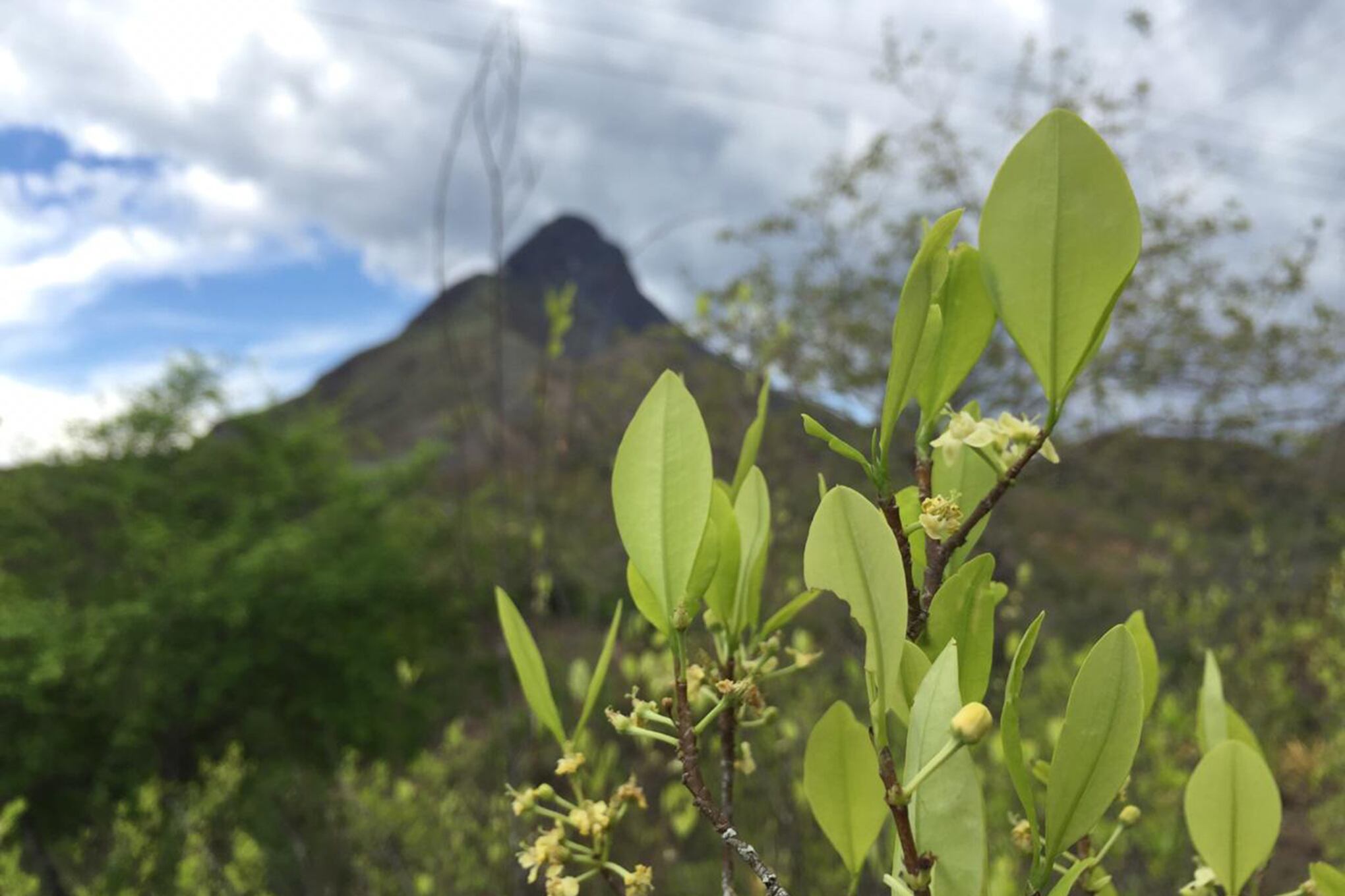 Lupi Herrera COCA NO COCAÍNA 
Foto Lupi Herrera
