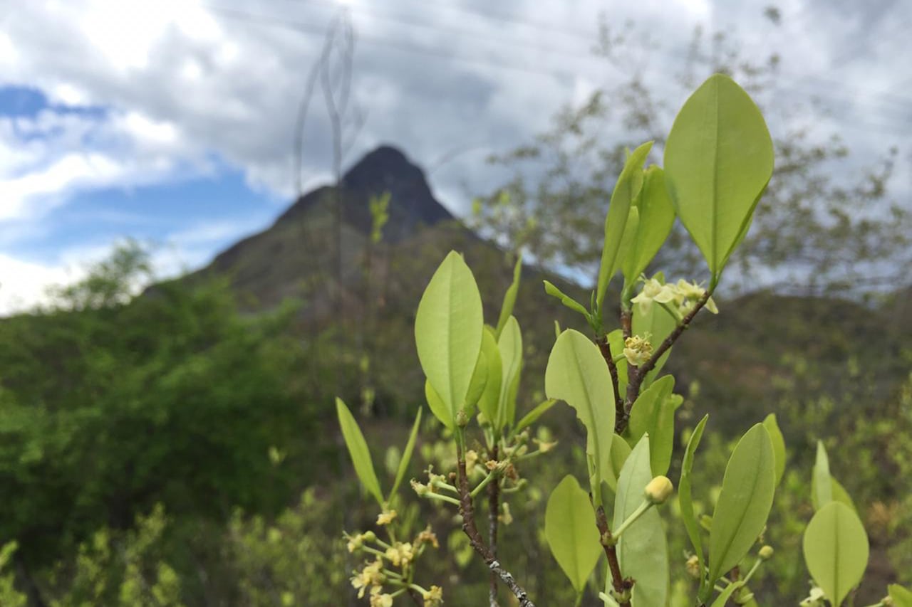 Lupi Herrera COCA NO COCAÍNA
Foto Lupi Herrera