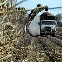 Los gremios de la caña de azúcar rechazan todo atentado en contra de los líderes de la región del Cauca y Valle.